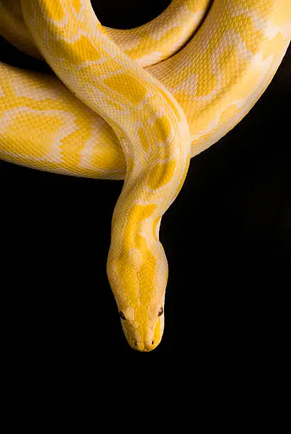 Photo of Burmese Yellow Python, Isolated on Black