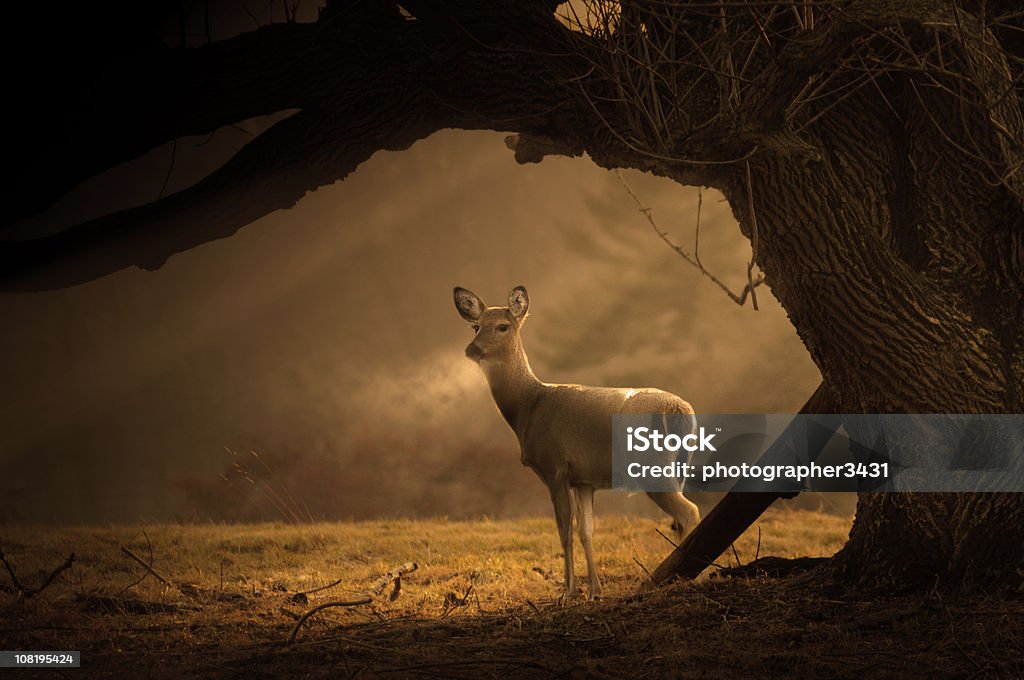 Deer on a cold winter morning  Hunting - Sport Stock Photo