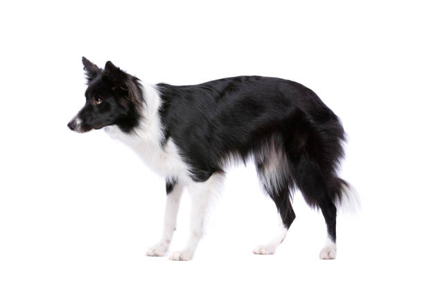 istock Black and white border collie dog 1081954272