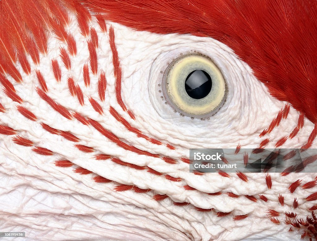 Parrot's Eye  Close-up Stock Photo