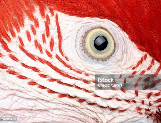 Parrots Eye Stock Photo - Download Image Now - Close-up, Animal, Animal Themes