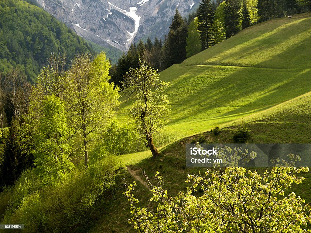 Forrest und meadow - Lizenzfrei Alm Stock-Foto