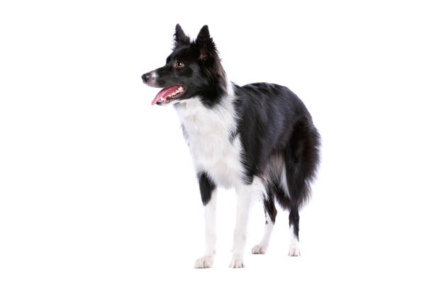 istock Black and white border collie dog 1081955856