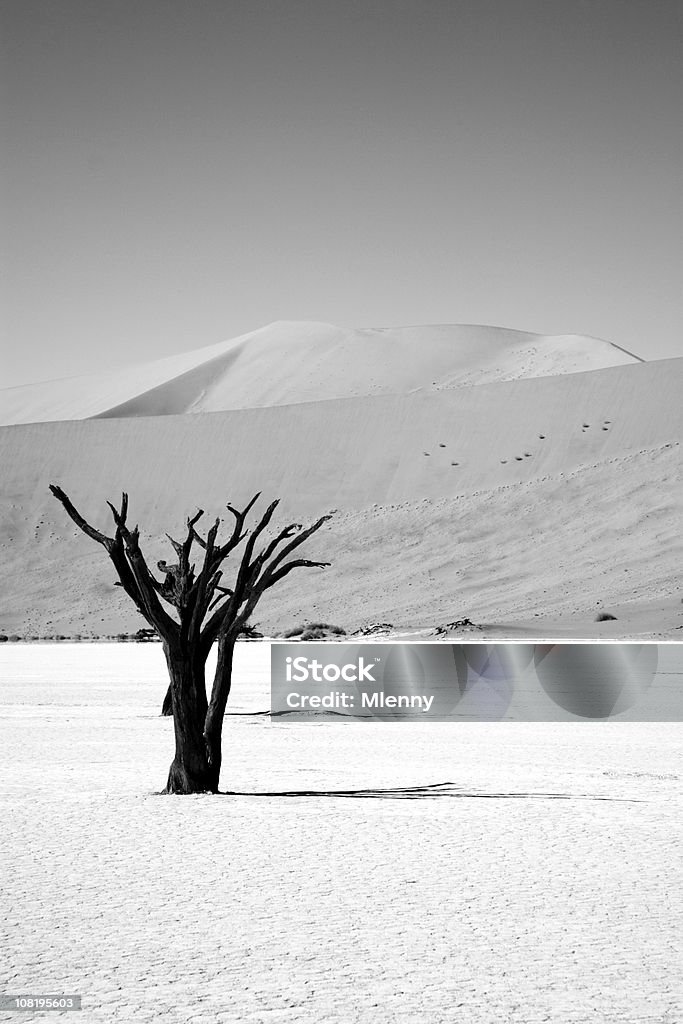 Árvore do deserto Dead Vlei - Royalty-free Namíbia Foto de stock