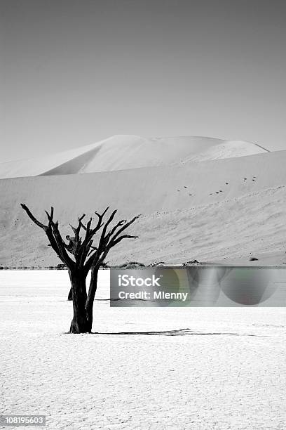 Árvore Do Deserto Dead Vlei - Fotografias de stock e mais imagens de Namíbia - Namíbia, Sombra, Árvore