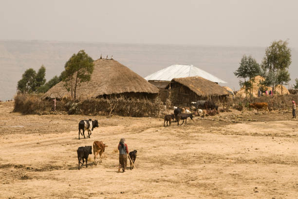 african modo di agricoltura in etiopia - hut africa grass hut mud hut foto e immagini stock