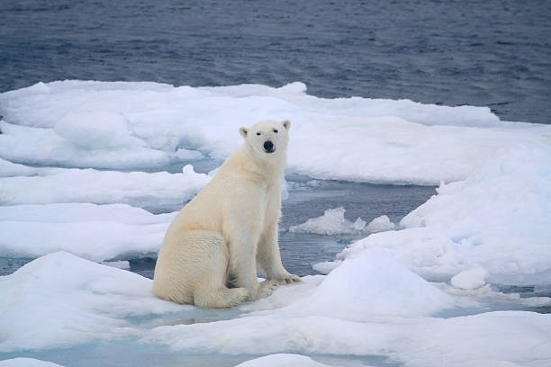 urso polar - pack ice imagens e fotografias de stock