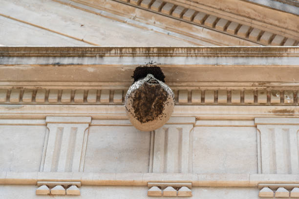 nido d'ape appeso a una facciata di un antico edificio - lautaro foto e immagini stock