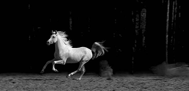 cavalo no redil, preto e branco - horse arabian horse arabia white imagens e fotografias de stock