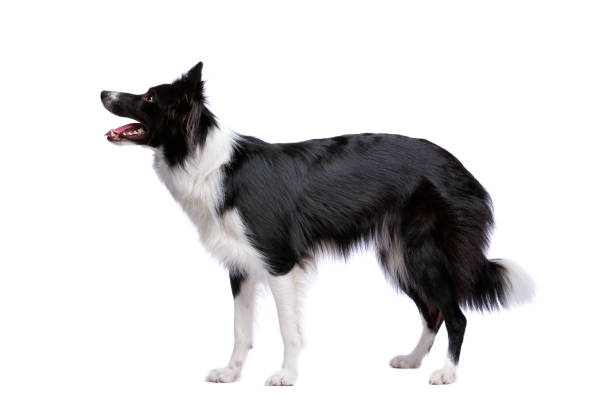 Black and white border collie dog Border collie dog standing in front of a white background collie stock pictures, royalty-free photos & images