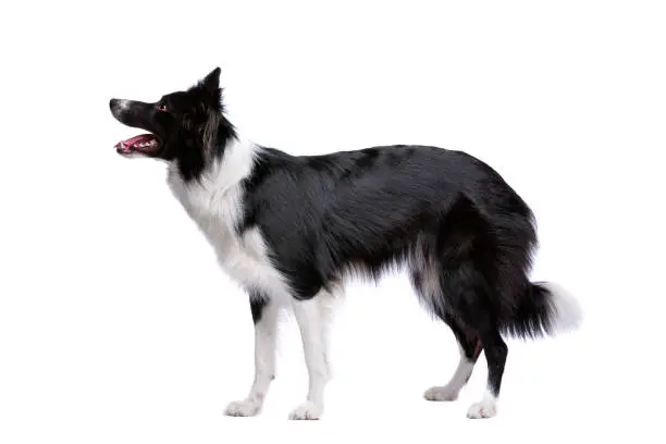 Photo of Black and white border collie dog