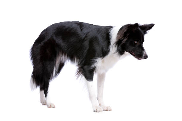 istock Black and white border collie dog 1081956668