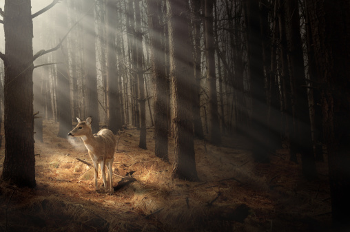 Red deer in dreamlike morning mood under trees through which sun rays shine through