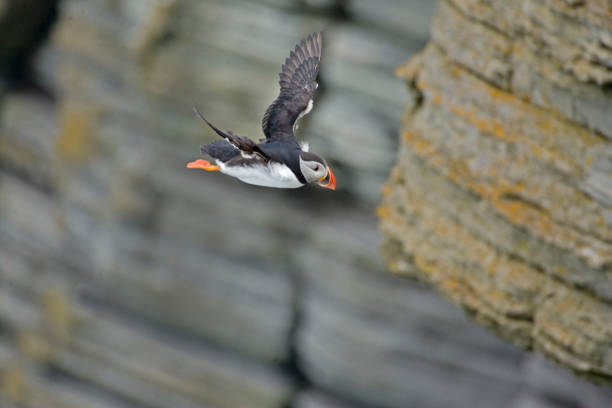 istock Atlantic Puffin, Fratercula arctica, dives from a cliff 1081956914