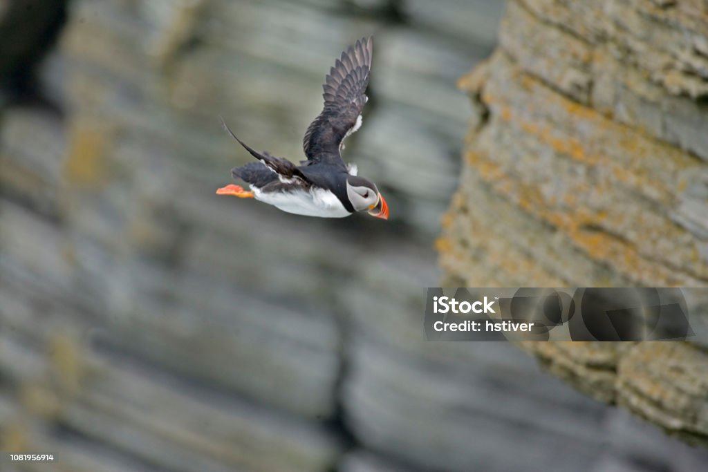 Atlantic Puffin, Fratercula arctica, dives from a cliff An Atlantic Puffin, Fratercula arctica, dives from a cliff Island Stock Photo