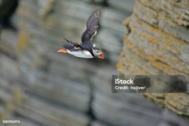 Atlantic Puffin Fratercula Arctica Dives From A Cliff Stock Photo - Download Image Now