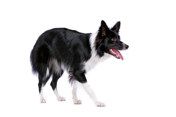istock Black and white border collie dog 1081956974