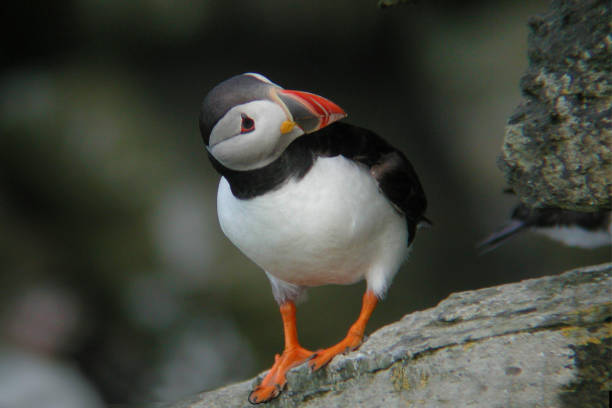 istock Atlantic Puffin, Fratercula arctica, on cliff ledge 1081956996