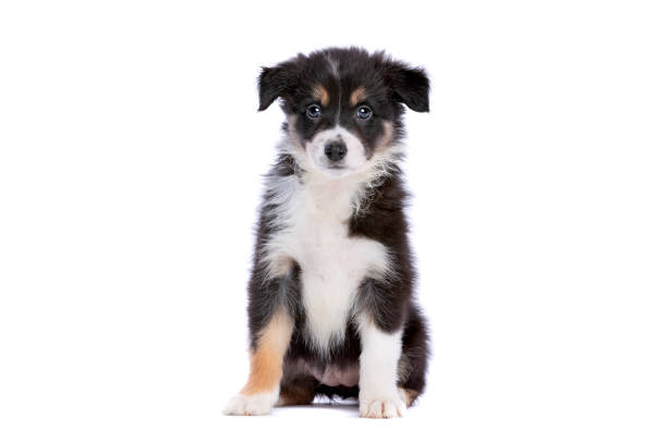 istock Border collie puppy 1081957052