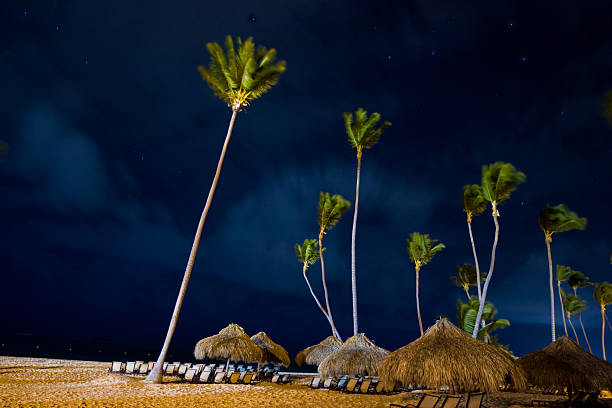 Path among palm trees