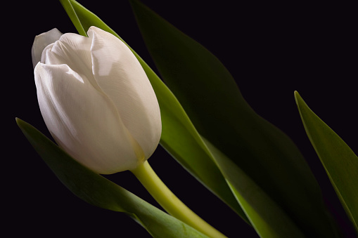 Baroque style photo of tulip bouquet