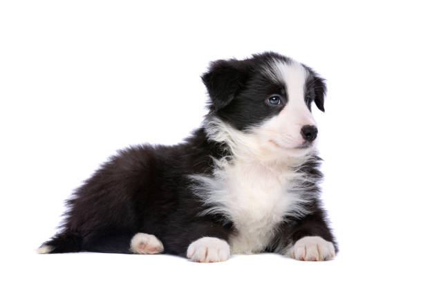 istock Border collie puppy 1081957502
