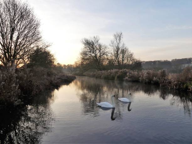 swans at sunrise on the river chess at sarratt bottom - fog tree purple winter imagens e fotografias de stock