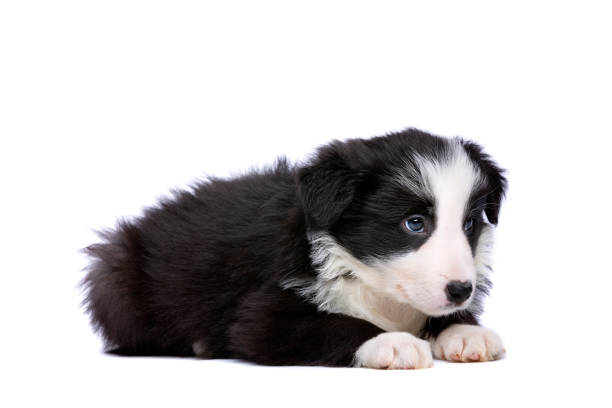 istock Border collie puppy 1081957588