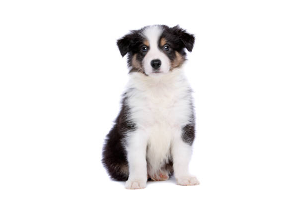 istock Border collie puppy 1081957656