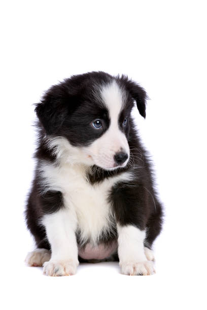 istock Border collie puppy 1081957676