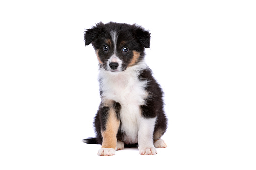 Border collie puppy in front of a white background