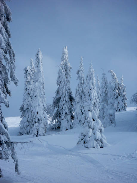 istock winter spruce trees covered with hoarfrost and snow after snowfall 1081957814