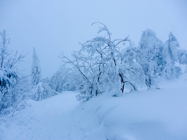 istock winter trees covered with hoarfrost and snow after snowfall 1081957832