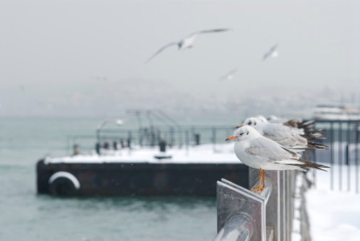 Seagulls at Istanbul. During snowing. \nTo see my Istanbul Lightbox please click:\n[url=/file_search.php?action=file&lightboxID=1641371][img]/file_thumbview_approve.php?size=1&id=3095916[/img][/url][url=/file_search.php?action=file&lightboxID=1641371][img]/file_thumbview_approve.php?size=1&id=2639475[/img][/url][url=/file_search.php?action=file&lightboxID=1641371][img]/file_thumbview_approve.php?size=1&id=3579754[/img][/url][url=/file_search.php?action=file&lightboxID=1641371][img]/file_thumbview_approve.php?size=1&id=3342865[/img][/url][url=/file_search.php?action=file&lightboxID=1641371][img]/file_thumbview_approve.php?size=1&id=4235187[/img][/url][url=/file_search.php?action=file&lightboxID=1641371][img]/file_thumbview_approve.php?size=1&id=4083614[/img][/url][url=/file_search.php?action=file&lightboxID=1641371][img]/file_thumbview_approve.php?size=1&id=4112222[/img][/url][url=/file_search.php?action=file&lightboxID=1641371][img]/file_thumbview_approve.php?size=1&id=4112295[/img][/url]