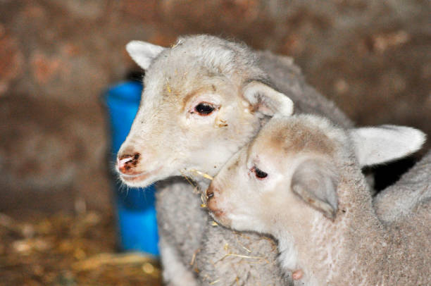 istock Close-up of two lambs 1081957980