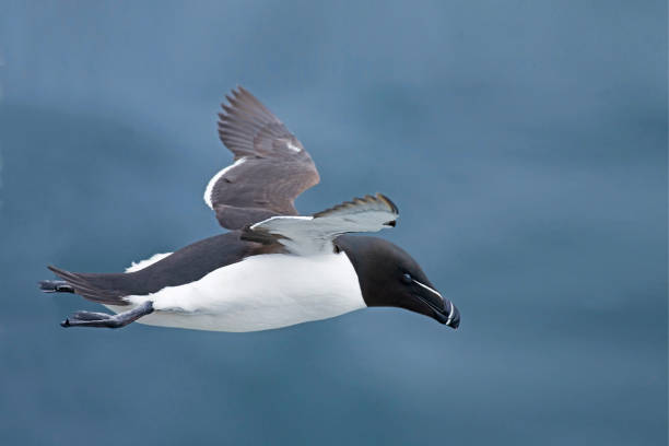 istock Close view of a Razorbill, Alca torda, in flight 1081958262