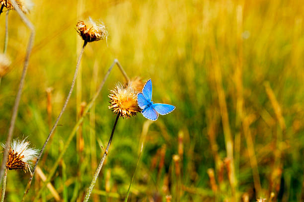 macrophotography an insect captured in the frame in spring from a close distance