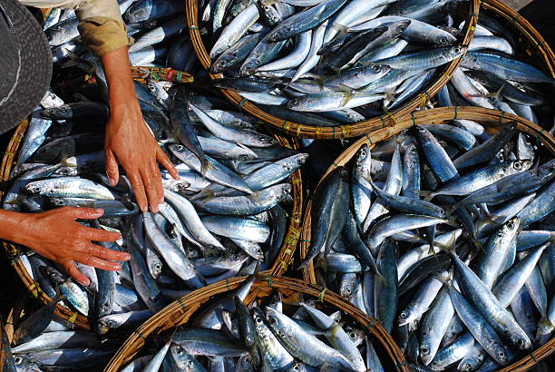 donna di mani in cesti di pesci a hoi an, vietnam - fish fish market catch of fish market foto e immagini stock