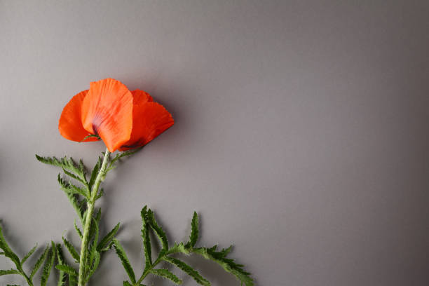 灰色の背景の赤い花 - 18800 ストックフォトと画像