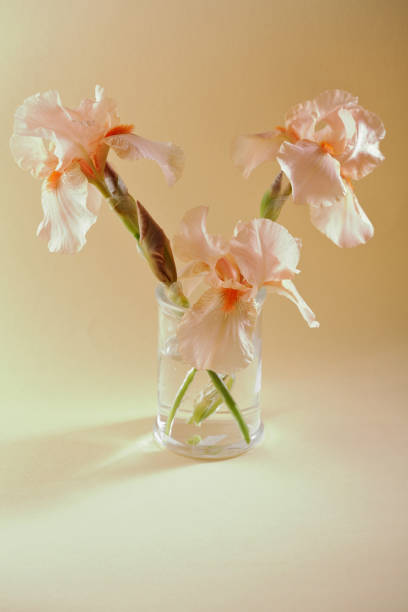 Iris flowers bouquet in glass Iris flowers bouquet in glass 18797 stock pictures, royalty-free photos & images