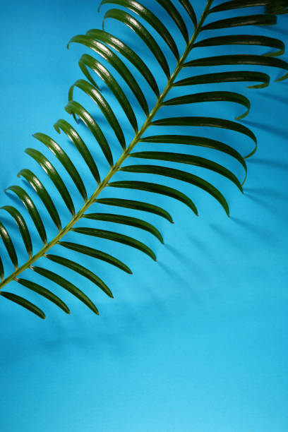 folha de palmeira verde sobre fundo azul - 18815 - fotografias e filmes do acervo