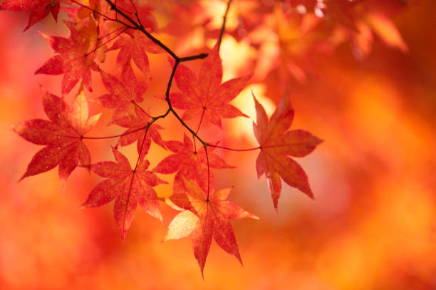herbst blätter - autumn japanese maple maple tree selective focus stock-fotos und bilder
