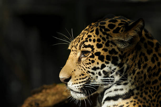 Close-up Portrait de Jaguar dans le profil - Photo