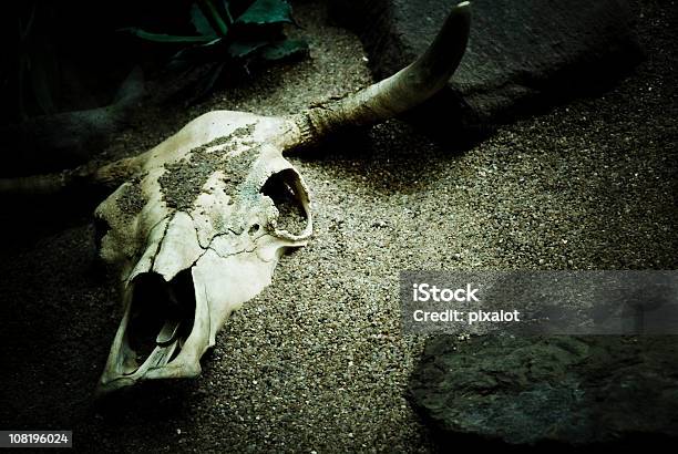 Ganado Cráneo Enterrada En La Arena Foto de stock y más banco de imágenes de Desierto - Desierto, Embrujado, Horror