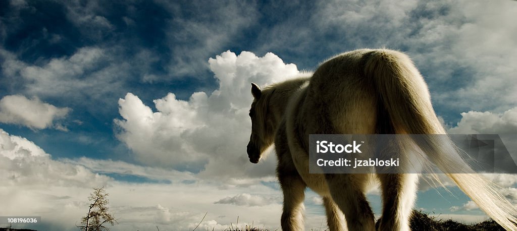 Cheval blanc contre ciel nuageux - Photo de Licorne libre de droits