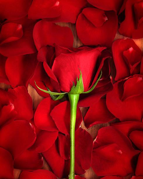Close up view red rose with petals isolated