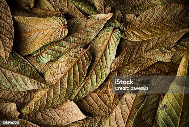 Photo libre de droit de Tas De Feuilles Séché banque d'images et plus d'images libres de droit de Automne - Automne, Changement, Couleur verte