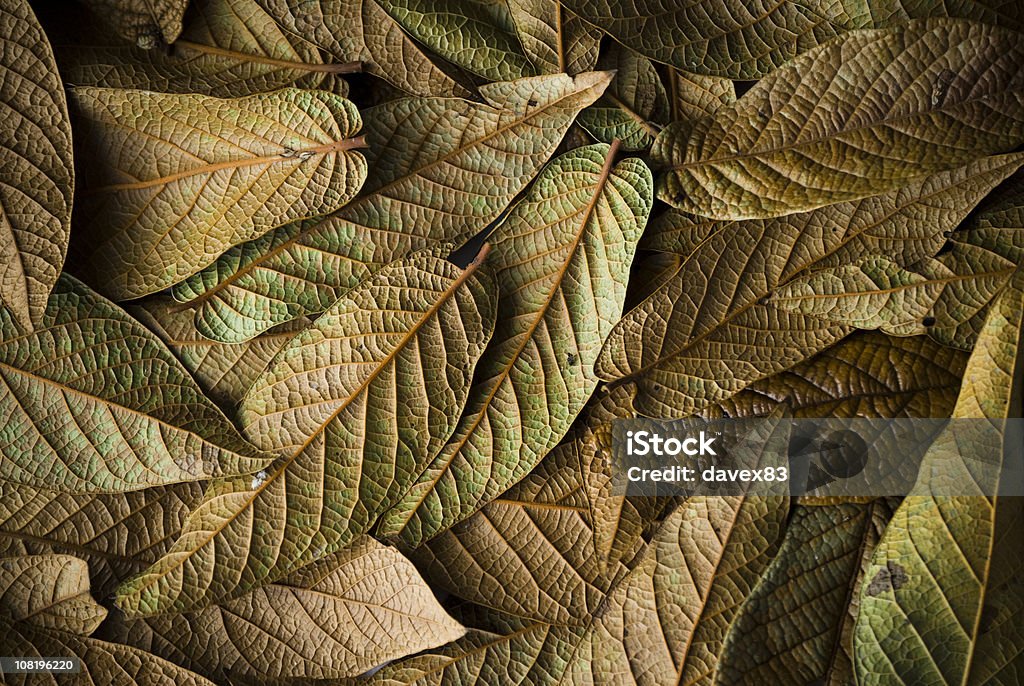 더미 의 말린 잎을 - 로열티 프리 0명 스톡 사진
