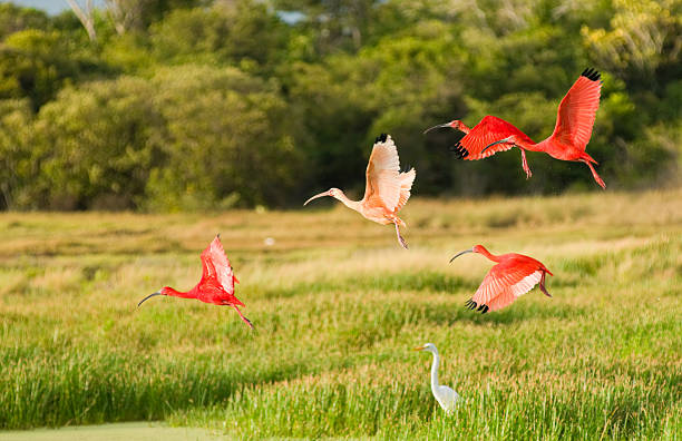 bando de íbis scarlett pássaros voando e pousar no meadow - íbis escarlate - fotografias e filmes do acervo