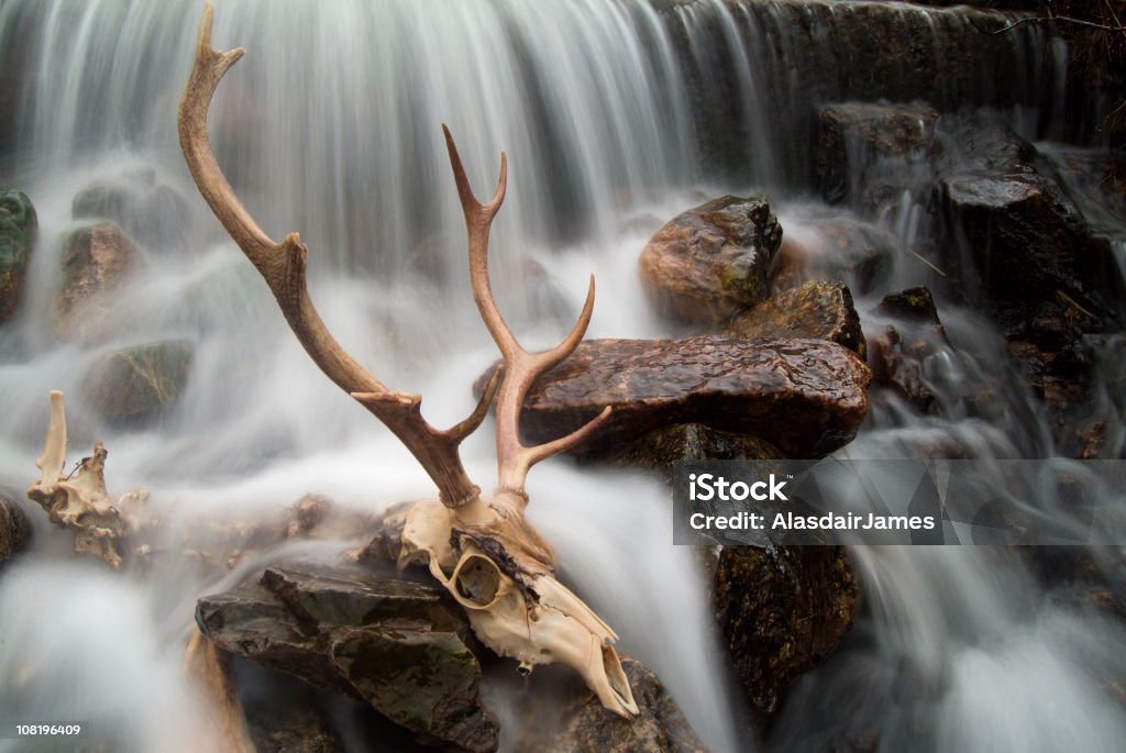 Stag skull A Red Deer skeleton washed clean in a Scottish river(Glen Etive). Animal Bone Stock Photo